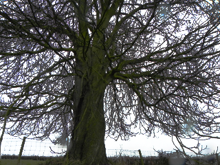 Sycamore Tree-Not Much Shelter Here
