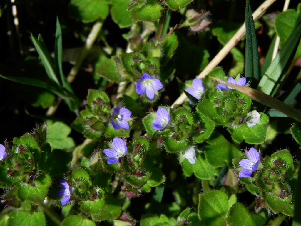 Speedwell - Common Or Corn