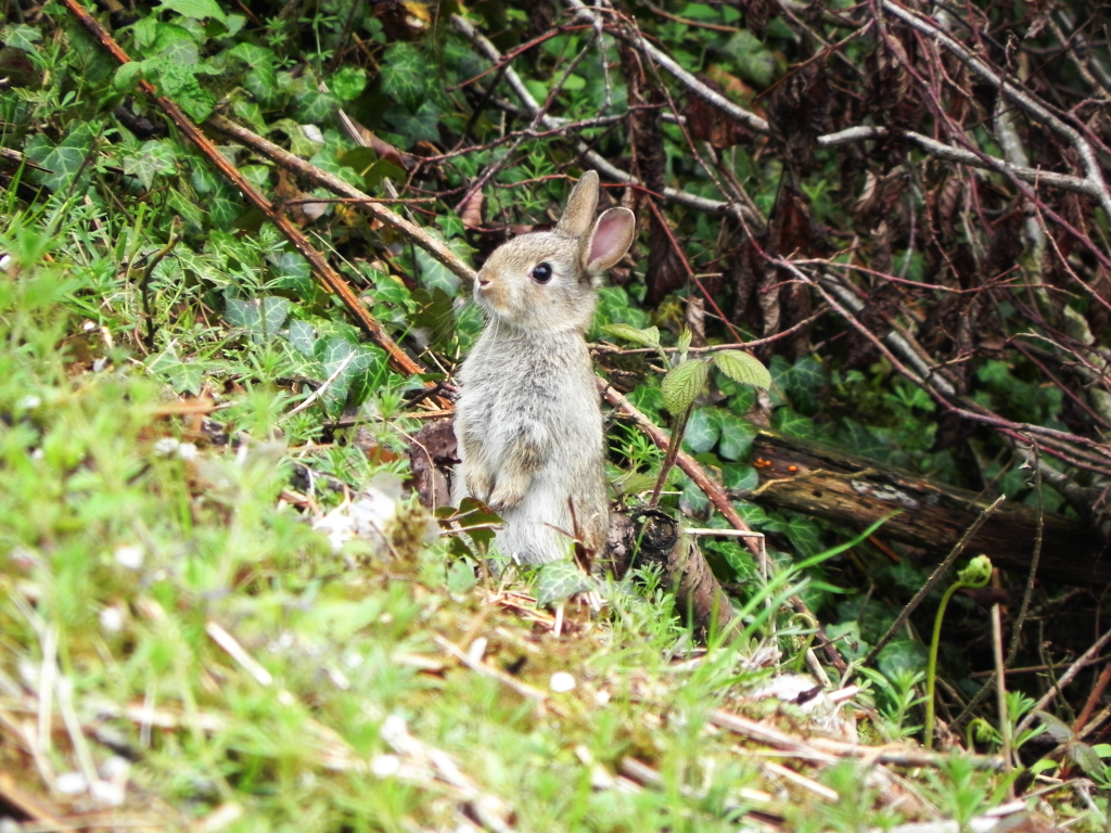 Rabbit By The Beck