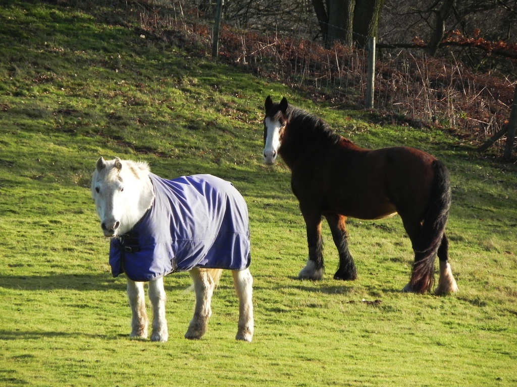 Two Horses In A Field
