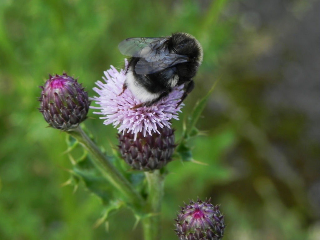 Bee On A Thistle
