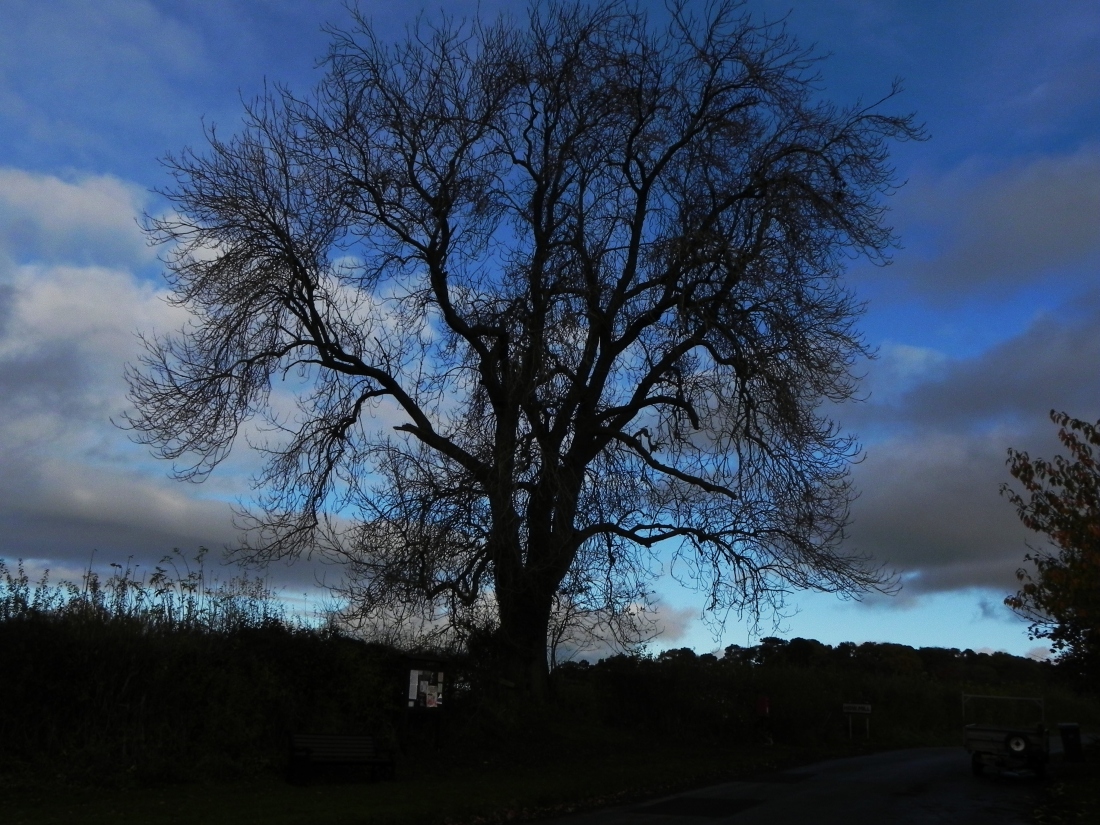 Ash Tree by the Village Green