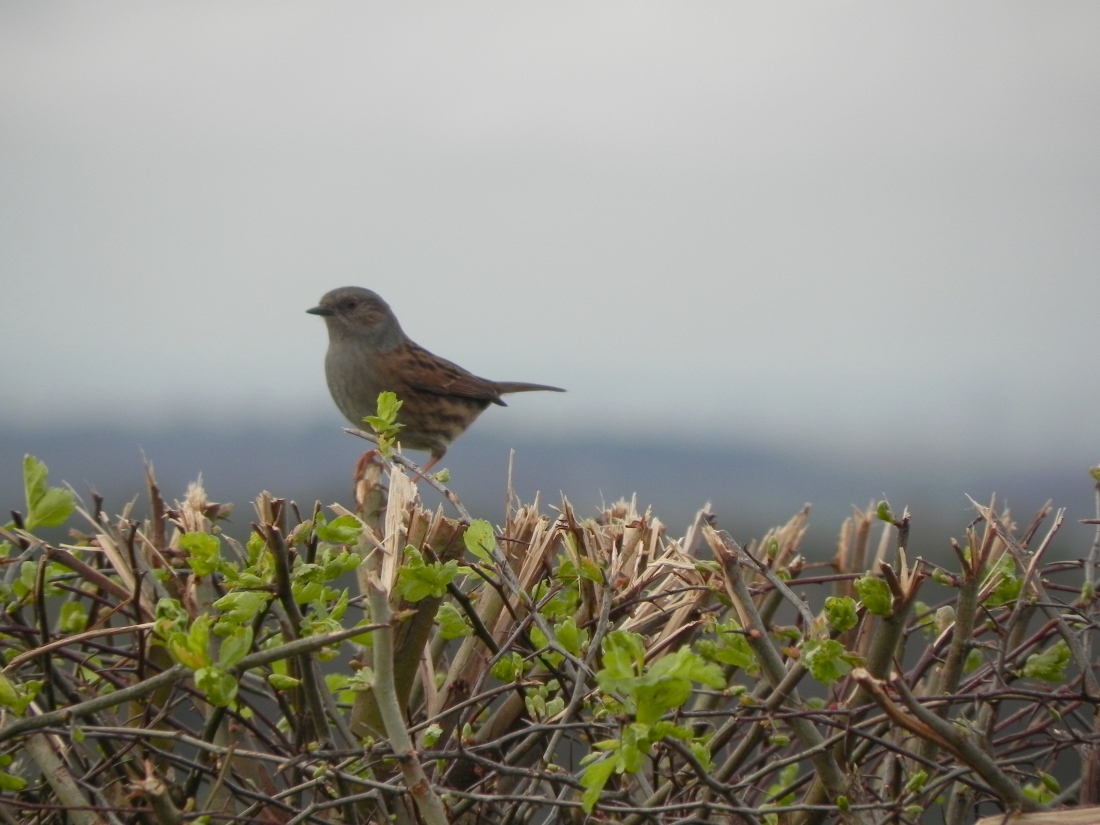 Dunnock singing in the hedge