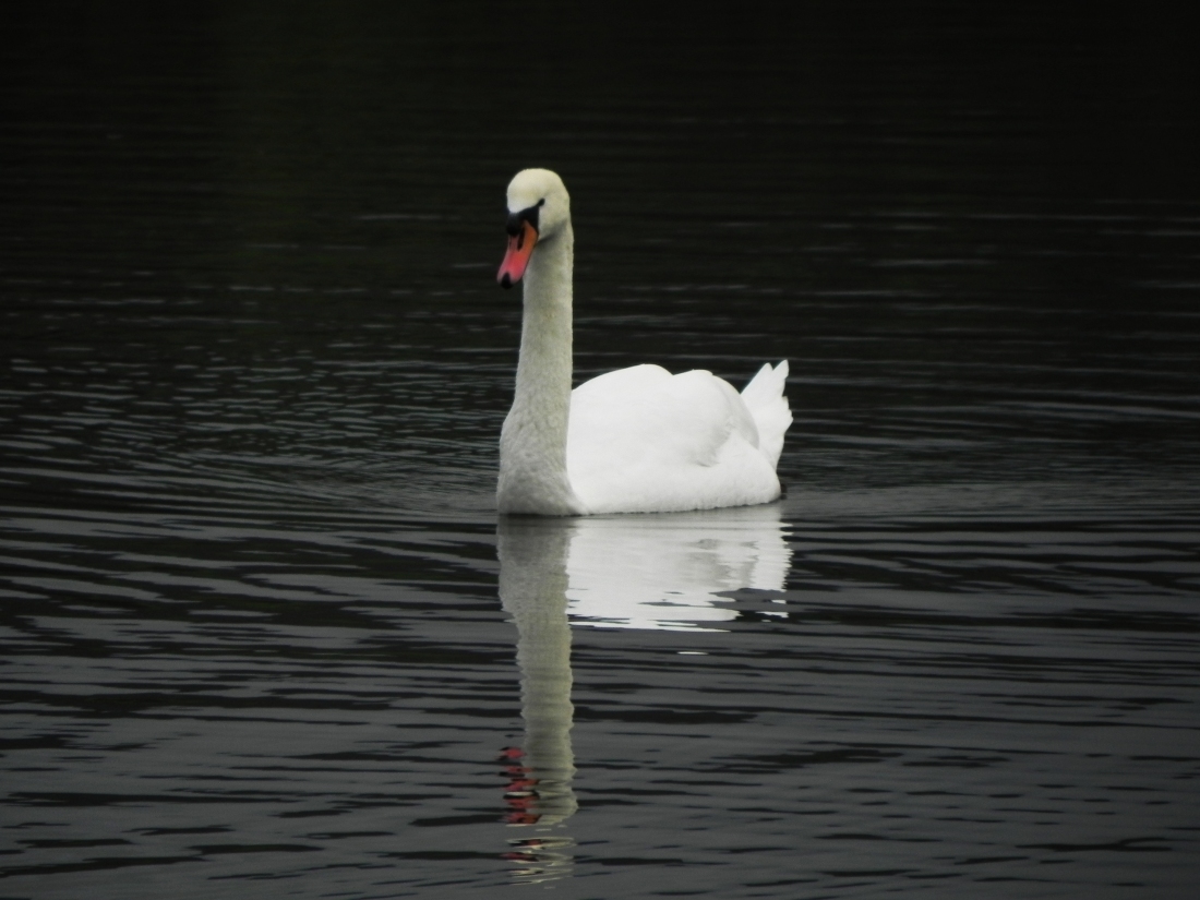 Swan with Reflection